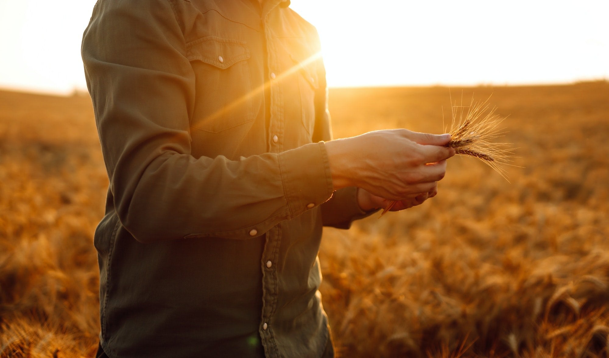Farmer with ears of wheat at sunset in a wheat field. Harvesting. Agro business.